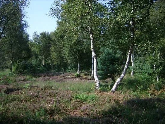 Moorpfad