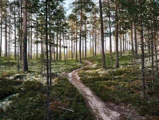 Rorbacksnas Mtb