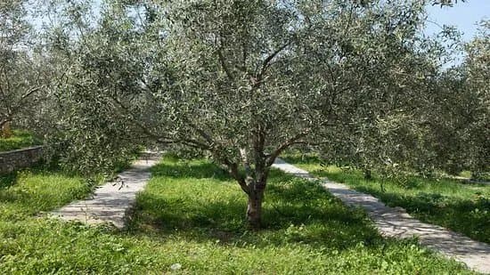 The Olive Oil Museum