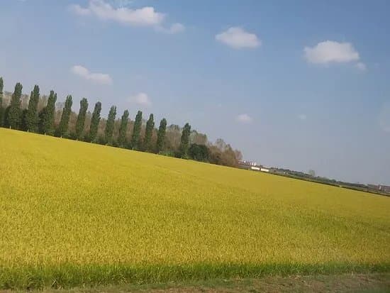 Rice Paddies Po River