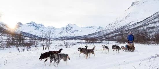 Aurora Husky