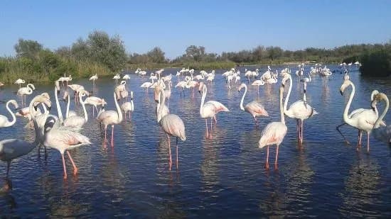 The Camargue