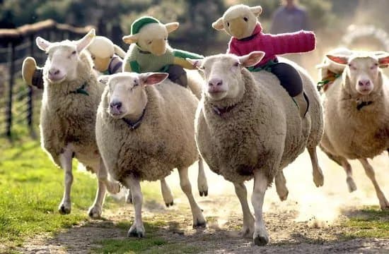 The Big Sheep.