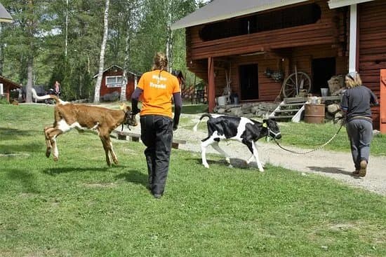 Koivuniemen Herran Farmi Lunch Cafe