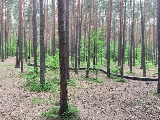 Walderlebniszentrum Tennenlohe