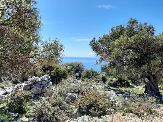 Lun Olive Grove Garden
