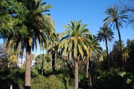 Jardines de la Buhaira