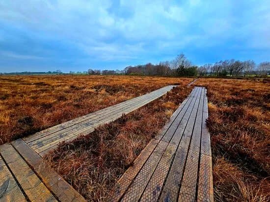 Lodge Bog