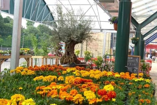 The Mill Outlet & Garden Centre