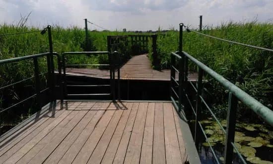 Kladka nad Narwia