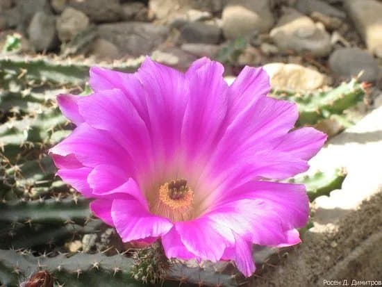 Botanical Garden Serafimovi