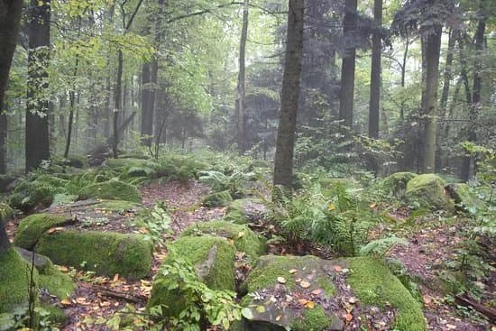 Rezerwat przyrody Gora Dobrzeszowska