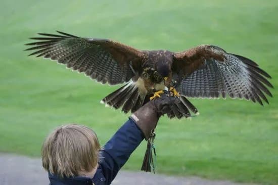 Birds of Prey Educational Centre