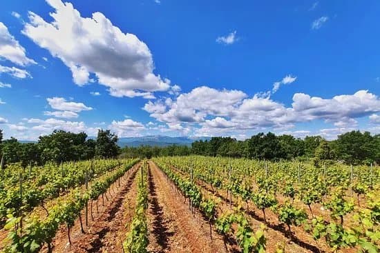 Vina Duzel