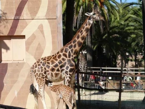 Zoobotanico Jerez