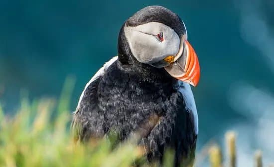 Passion Islande
