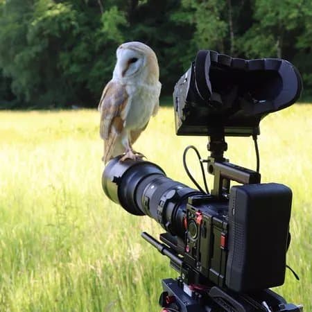 East Coast Falconry