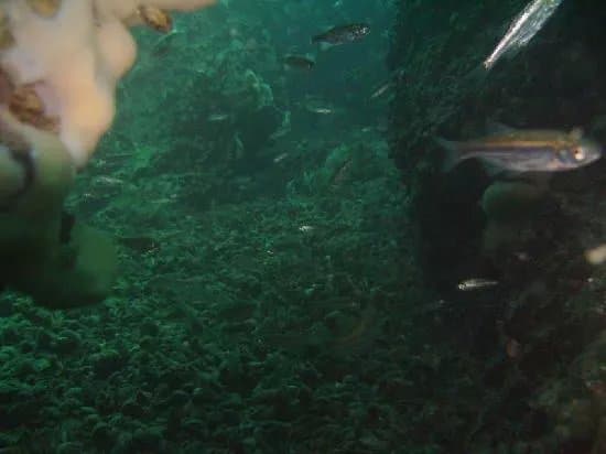 Kaneo Diving