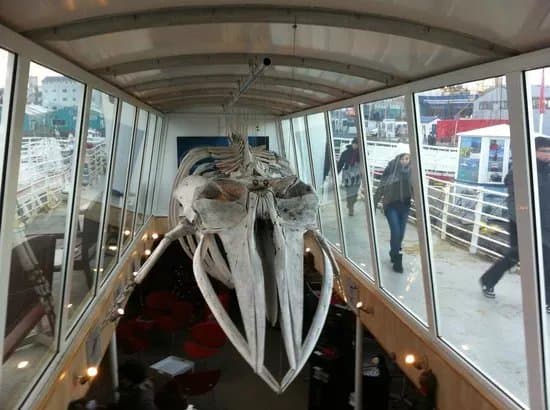 Reykjavik Whale Watching