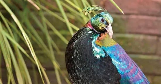 Birdworld