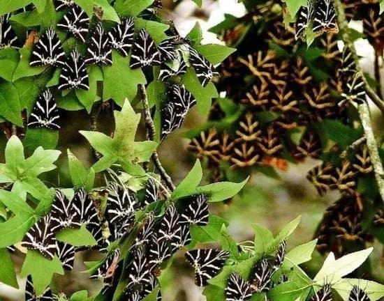 Valley of the Butterflies
