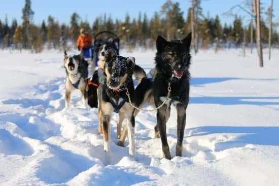 Husky Tours Lapland