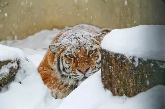 Lietuvos Zoologijos Sodas