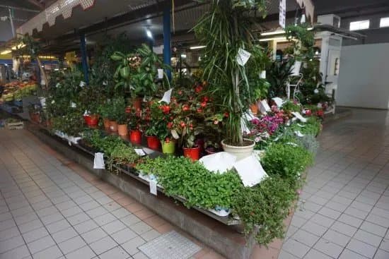 Benicarlo Central Market