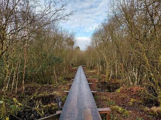 Scragh Bog Trail Head