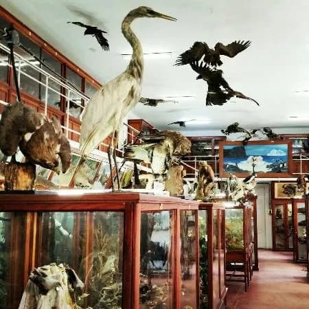 Zoology Museum