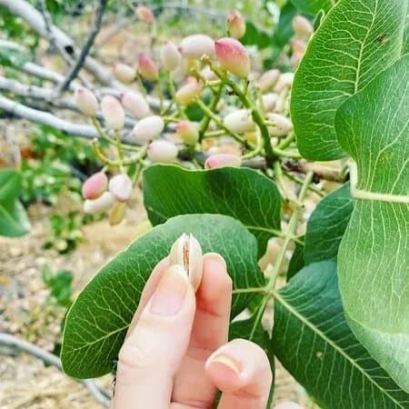 Mailla-la tua dispensa di Sicilia