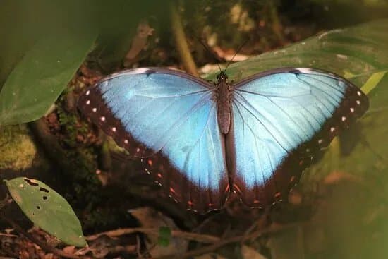 Mariposario del Drago