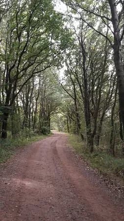 Draved Skov Og Kongens Mose