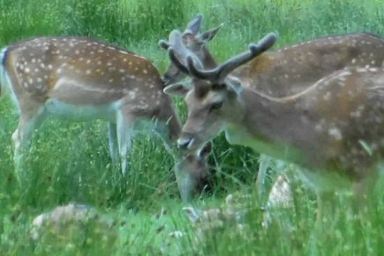 Bolderwood Deer Sanctuary