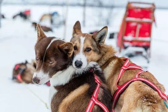 Husky Ranch Lapland