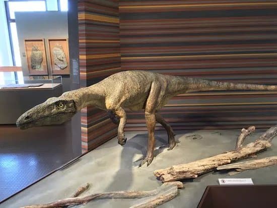 Bundner Naturmuseum