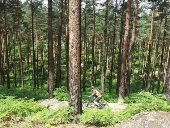 Swinley Forest Bike Trails