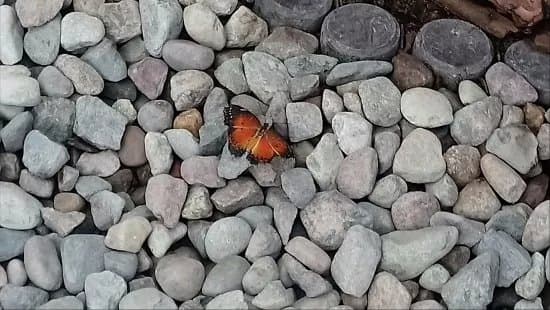 Motylarnia - KrainaMotyli.pl