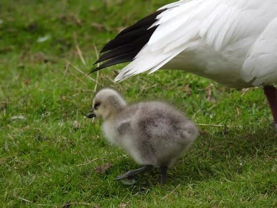 Bird Gardens Scotland Cic