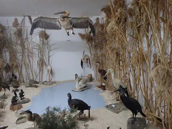 The Museum of Natural History