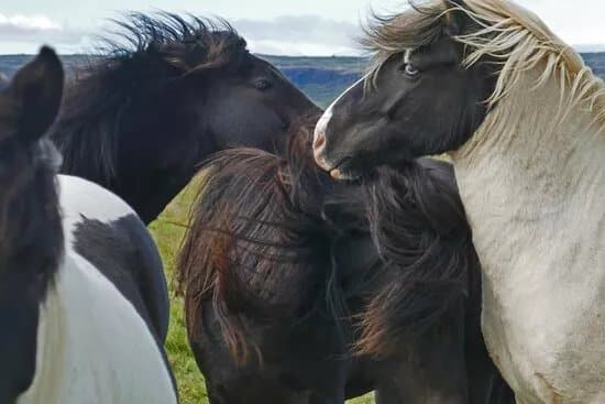 Eldhestar Volcano Horses