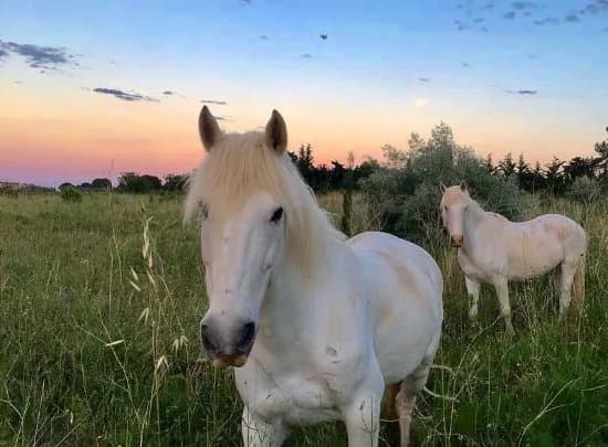 Promenade a Cheval Aresquiers
