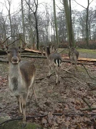 Dyrepark