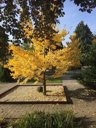 Botanischer Garten der Universitat Heidelberg