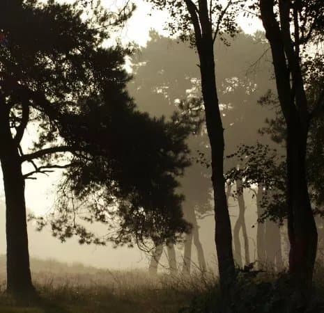 Leersumse Veld