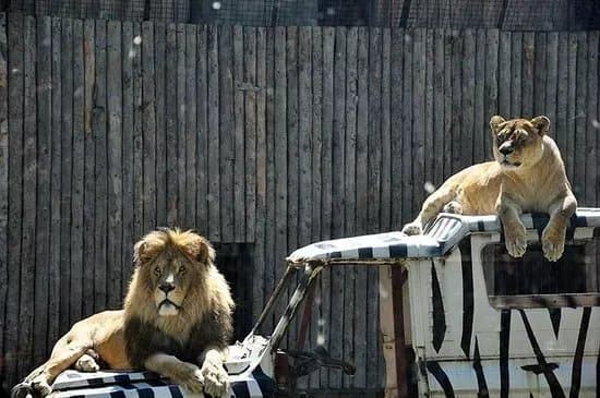 Bucharest Zoo