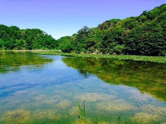 Lily Ponds