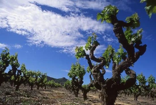 Domaine Pelaquie