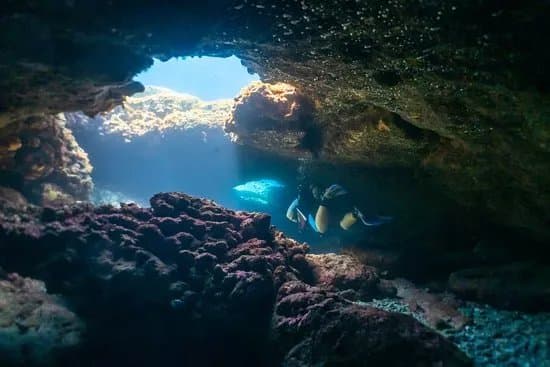 Dragon Divers