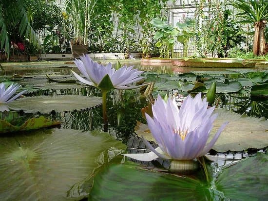 Bergius Botanic Garden